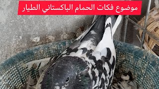 الحمام الباكستاني الطيار.. موضوع اليوم الفرق بين هواة الحمام الباكستاني 👍