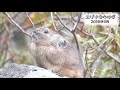 エゾナキウサギ northern pika ochotona hyperborea yesoensis