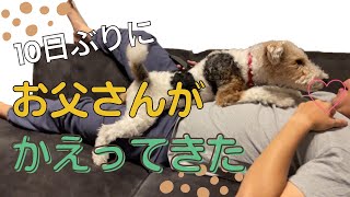 【可愛すぎる】久しぶりに飼い主と再会した犬の反応