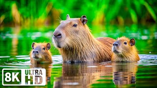 Baby Animals 8K ULTRA HD🦝Marvel at Baby Animals' Grace with Calm and Peaceful Symphonies