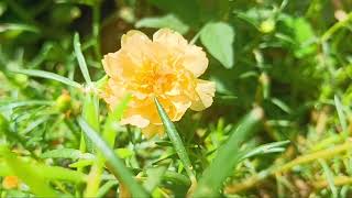 గడ్డి గులాబీ పువ్వుల రకాలు#types of gaddigulabi flowers