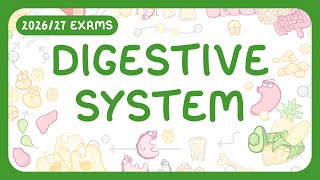 The Digestive System