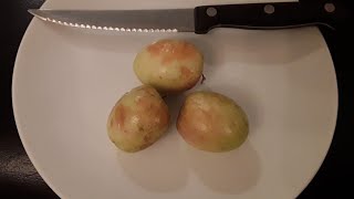 Tasting Indian Jujube for the first time ( Ziziphus Mauritiana )