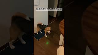 リスケで夜散歩させられるビーグル犬 #beagle #いぬ