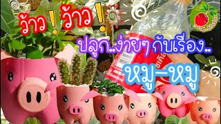 กระถางต้นไม้ diy เพ้นท์ กระถางต้นไม้ ขวดพลาสติก เก่าวัสดุเหลือใช้ครอบครัวหมูน่ารัก/เล่าสู่อู้กำเมือง