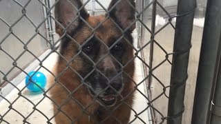 Meet Jazz. A Sweet Senior German Shepherd Who's Quite the Catch: Pet Orphans Episode 19