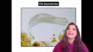 Gastrotricos y Endoproctos