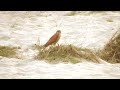 eurasian kestrel falco tinnunculus