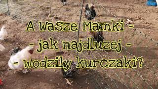 Mamka Kwoka #4/ Wodzenie piskląt - jak długo? 🐣