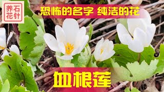 血根莲 - 洁白的野花 - 适合庭院生长的早春小花 - Bloodroot Flower