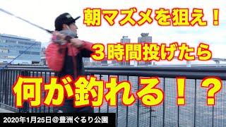 【豊洲ぐるり公園で釣り】朝マズメは釣れるのか！？都内人気の釣り場で3時間投げた結果！《2020年1月25日》