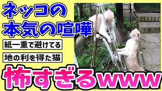 【2ch動物スレ】ネッコの本気の喧嘩、怖すぎるｗｗｗ