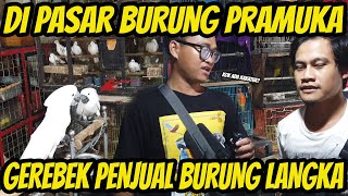 GREBEK LAPAK OM CEPER PENJUAL BURUNG LANGKA DI PASAR BURUNG PRAMUKA