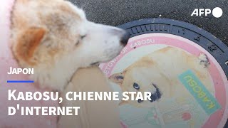 Le fabuleux destin de Kabosu, chienne star d'internet et emblème du dogecoin | AFP