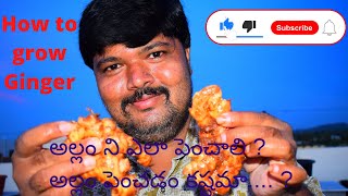 అల్లం పెంచడం ఎలా ? అల్లం ని పెంచడం కష్టమా ? HOW TO GROW GINGER IN A CONTAINER? SAIRAM TERRACE GARDEN