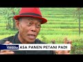 Asa Panen Petani Padi - Indonesia Forward