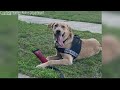 Missing K-9 in Sumter County has been found