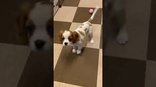 【キャバリアの子犬】ノリノリステップ♪ちょこんとおすわり♡#shorts ＃キャバリア#cavalier #puppy