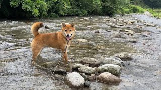 柴犬は川がとっても好き！