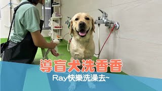 【導盲犬日常 Ep.84】導盲犬洗香香！Ray快樂洗澡去～