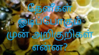 தேனீகள் ஓடும் முன் தோன்றும் அறிகுறிகள் என்ன? how to know if honeys are about to obscand,Apiary Tamil