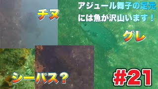 【初心者でも魚を釣りたい#21】【水中映像】【太刀魚】