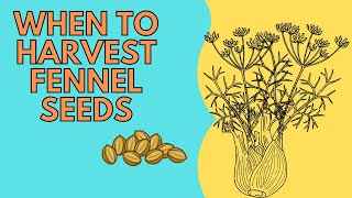 When To Harvest Fennel Seeds