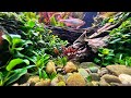 RARE FOREGROUND AQUARIUM PLANTS - HOW TO PREPARE AND PLANT