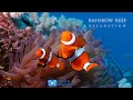 3HRS Stunning Underwater Footage + Relaxing Music | French Polynesia, Indonesia 4K Upscale