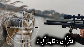 Jackal 🐺🐺 Hunting with Airgun || Airgun se Geedar ka Shikar 😲😲#airgunhunting