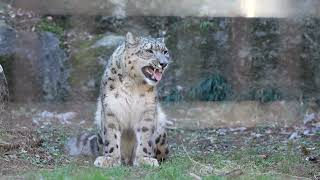 【多摩動物公園】貴重！鳴き声を発するユキヒョウのフク　listen to snowleopard Fuku's voice. 2024.1.9