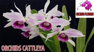 Orchids Flowers - Orchids Cattleya - hoa lan Cattleya