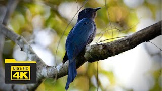 SQUARE-TAILED DRONGO-CUCKOO | BIRDS OF BORNEO | YCLEE PHOTOGRAPHY