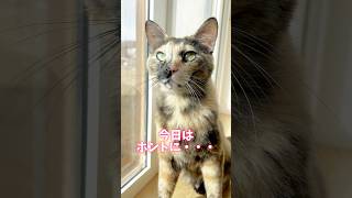 【何もしない】サビ猫あんこ#shorts #猫 #cat #cute