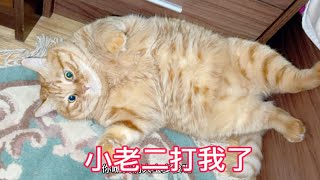 小猫咪看见肥猫和妈妈撒娇吃醋了把肥猫打一顿！