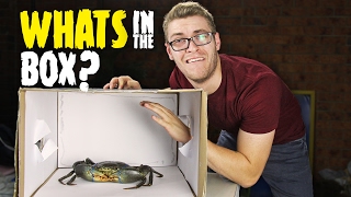 WHAT'S IN THE BOX CHALLENGE!