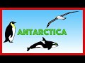 polar habitats for kids facts and quiz arctic and antarctica