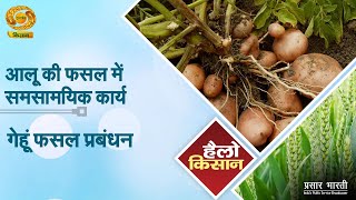 Hello Kisan : आलू की फसल में समसामयिक कार्य - गेहूं फसल प्रबंधन | DD Kisan