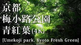 京都 梅小路公園 青紅葉(4K) カエデ・エリシア京都 caede|L’ELISIR KYOTO[Umekoji park, Kyoto Fresh Green]