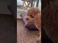 おやつを咥えて隠し場所を考え中のティーカッププードル dog toypoodle shorts shortvideo