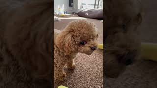 おやつを咥えて隠し場所を考え中のティーカッププードル #dog #toypoodle #shorts #shortvideo