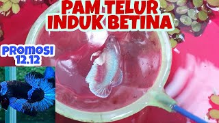 CARA SAYA PENUHKAN TELUR INDUK BETINA. PROMOSI IKAN BETTA CHEE 12.12 ?