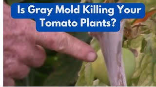 Is Gray Mold Killing Your Tomato Plants?