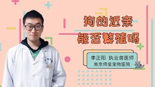 狗的近親能否繁殖嗎