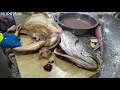 huge fish filleting and cutting day