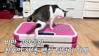 뚱냥이에게 뱃살 빼는 기계를 사주었다. 과연 효과가 있을까?