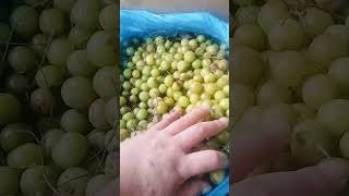 Aayo jhapalai amala #gooseberry #healthy #freshfruits #yummy