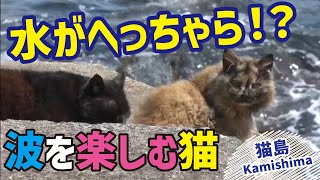 【猫島】水を怖がらない！？海岸の猫たち｜三重・神島「しまねこうらら」#33