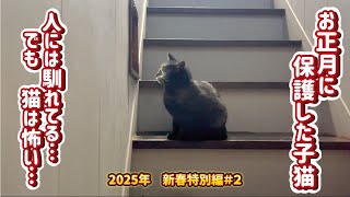 【保護猫】お正月に保護した1人ぼっちの子猫…保護から2週間　名前決定　　2025年新春特別編#2