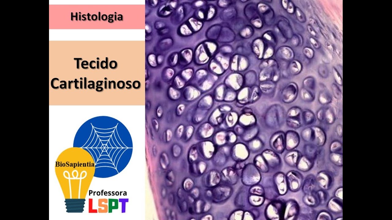 Tecido Cartilaginoso - Histologia Básica - YouTube